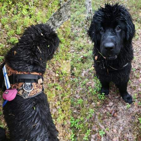 newfoundlander lyyli.jpg